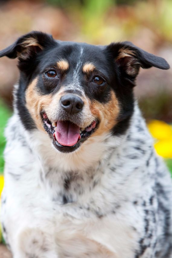 Photograph of dog
